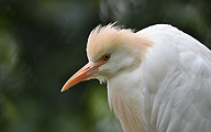 Cattle egret (Bubulcus ibis)